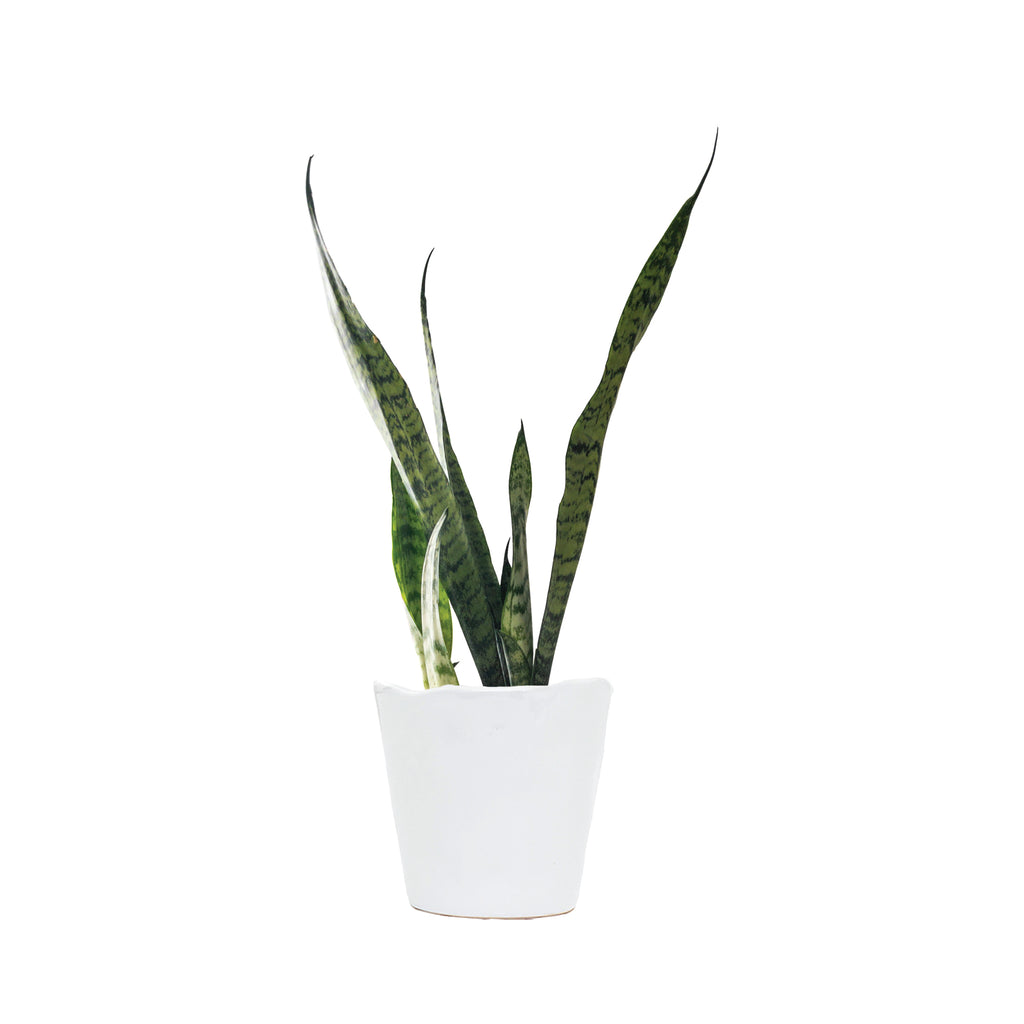 Sansevieria Zeylanica