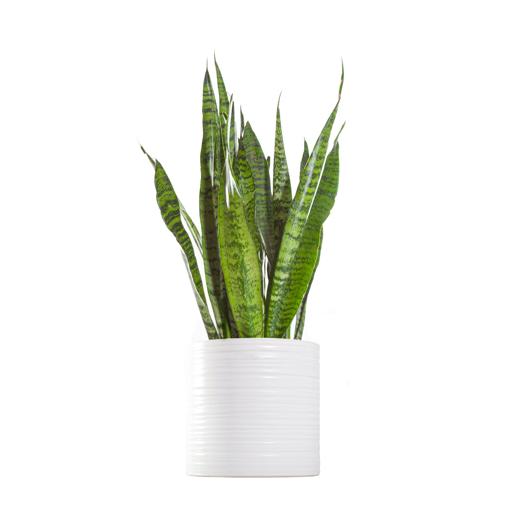Sansevieria Zeylanica Large