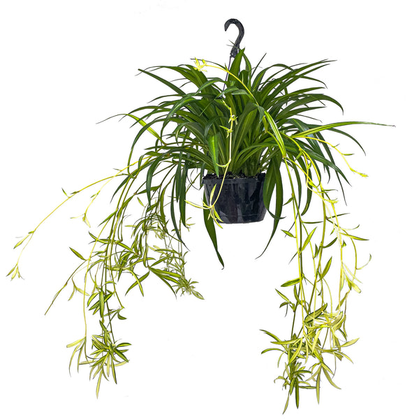 Spider Plant Runner spider-plant-runner