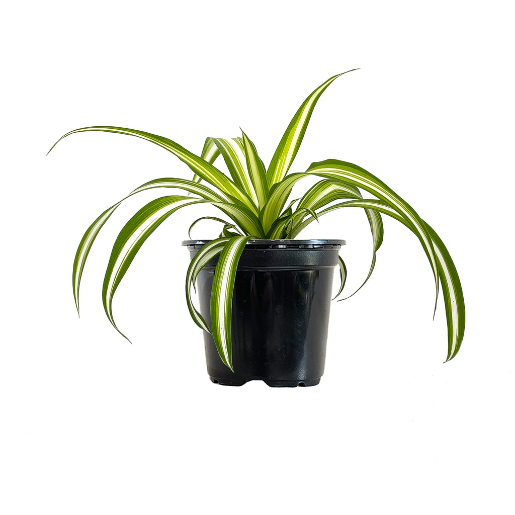 Spider Plant Small