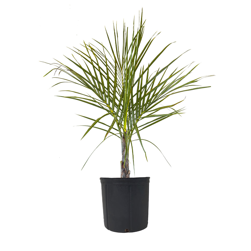 Spindle Palm Extra Large