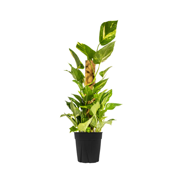 Staked Golden Pothos Large