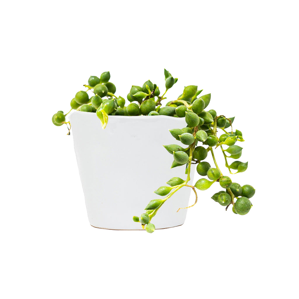 String of Pearls Mini