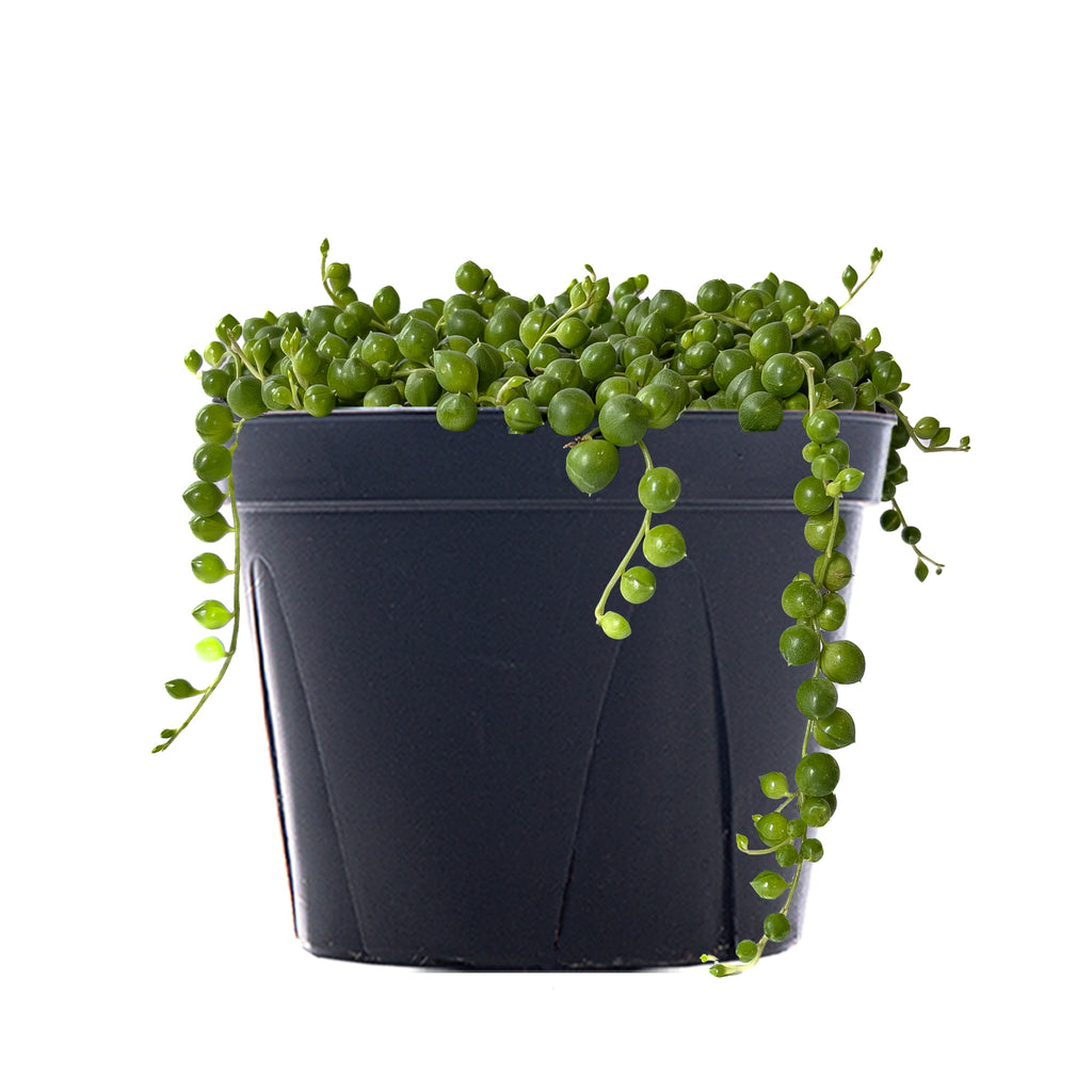 String of Pearls Large