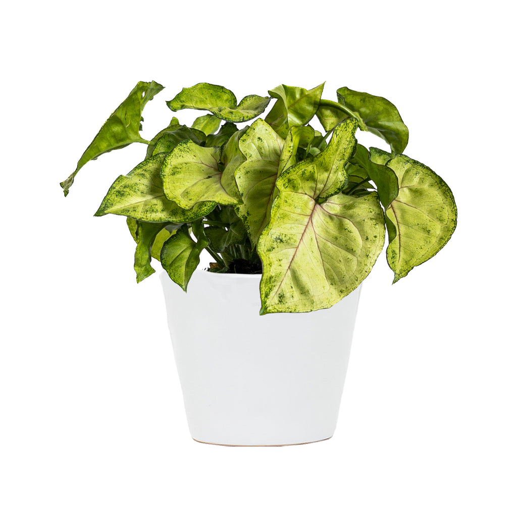 Syngonium Berry Small