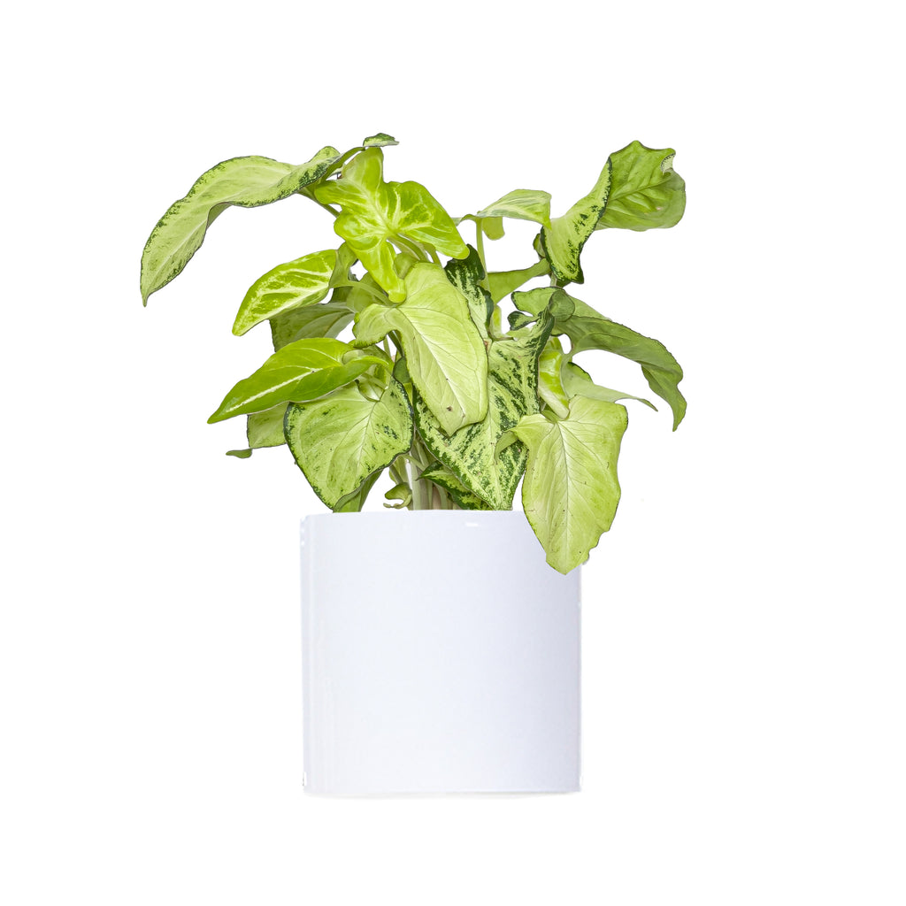 Syngonium Holly Small