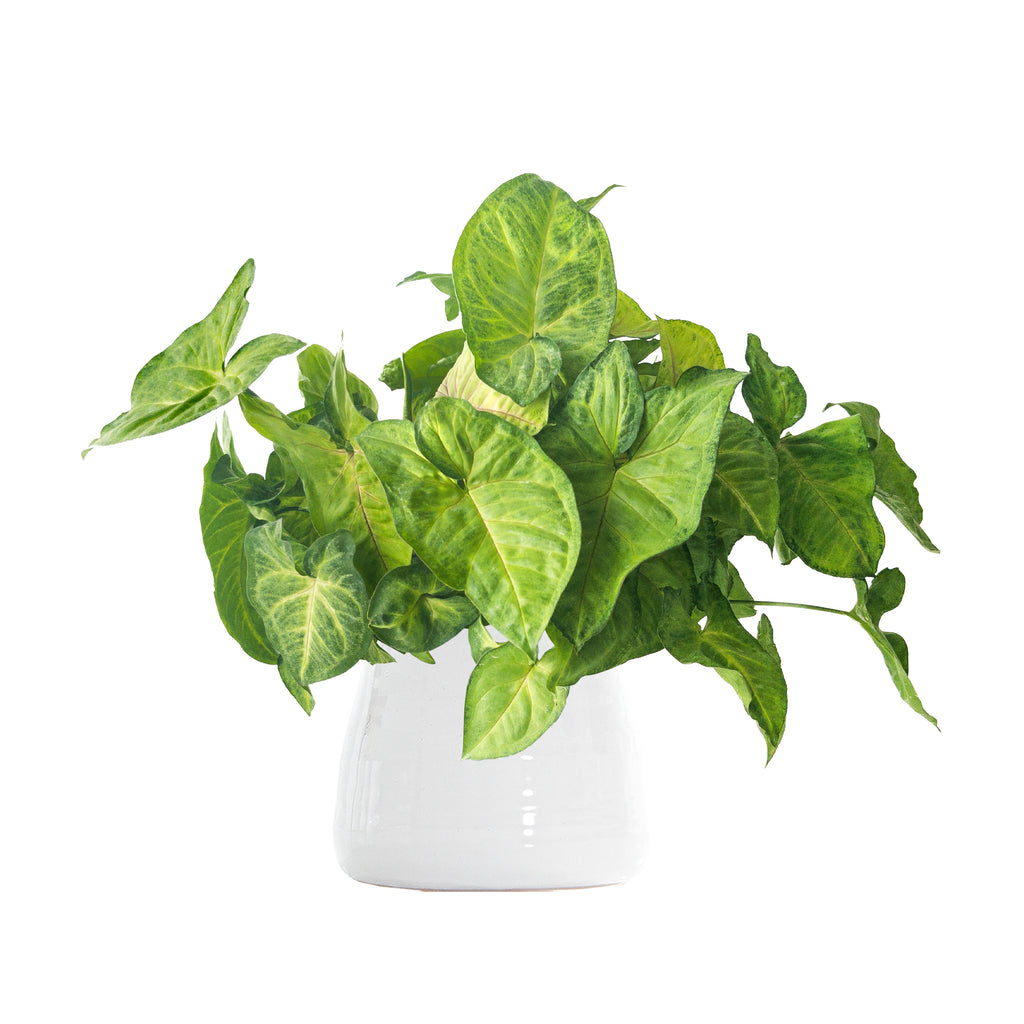 Syngonium Pink Allusion Large