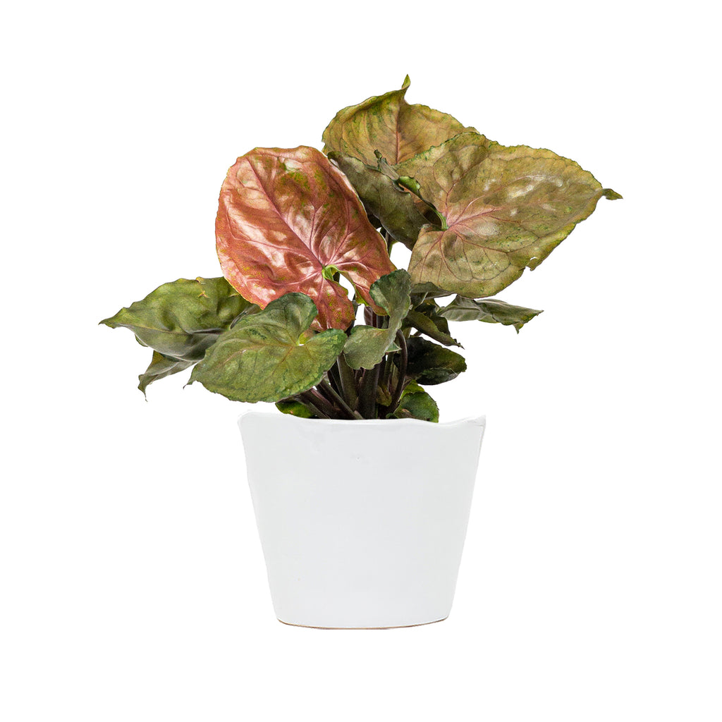 Syngonium Plum Small