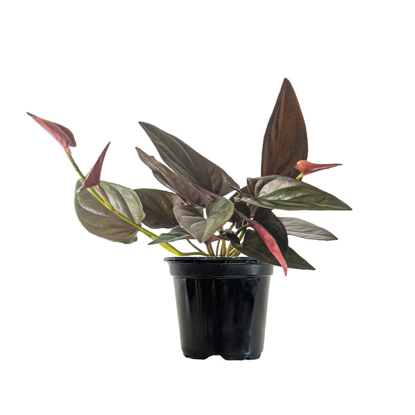 Syngonium Red Arrow - Small / Grow