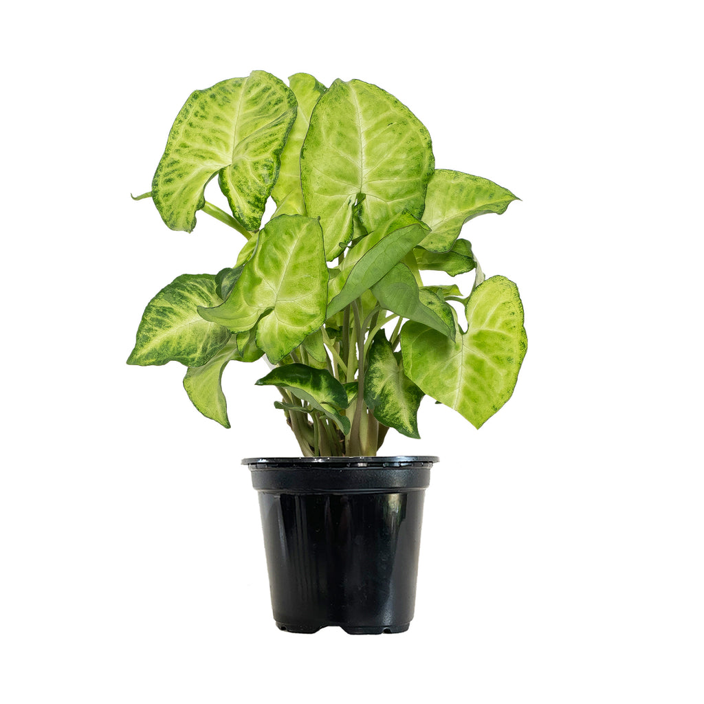 Syngonium White Butterfly Small