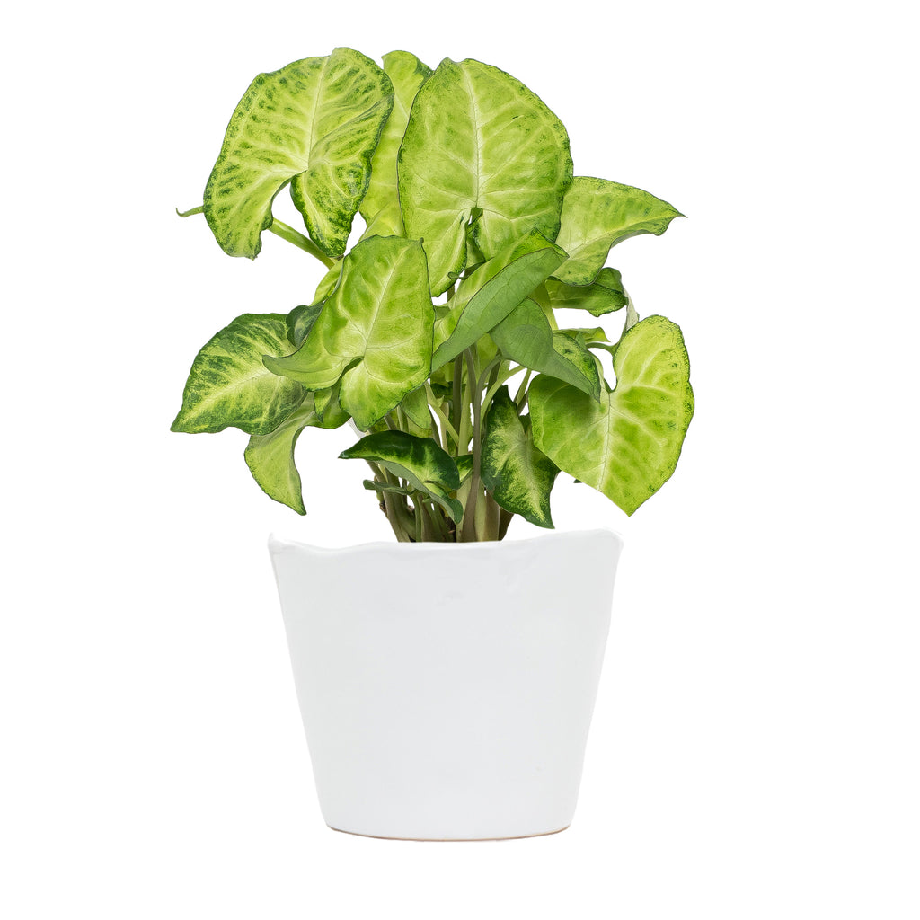 Syngonium White Butterfly Small