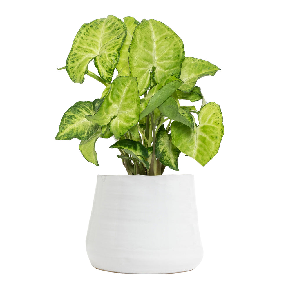  Syngonium White Butterfly Small