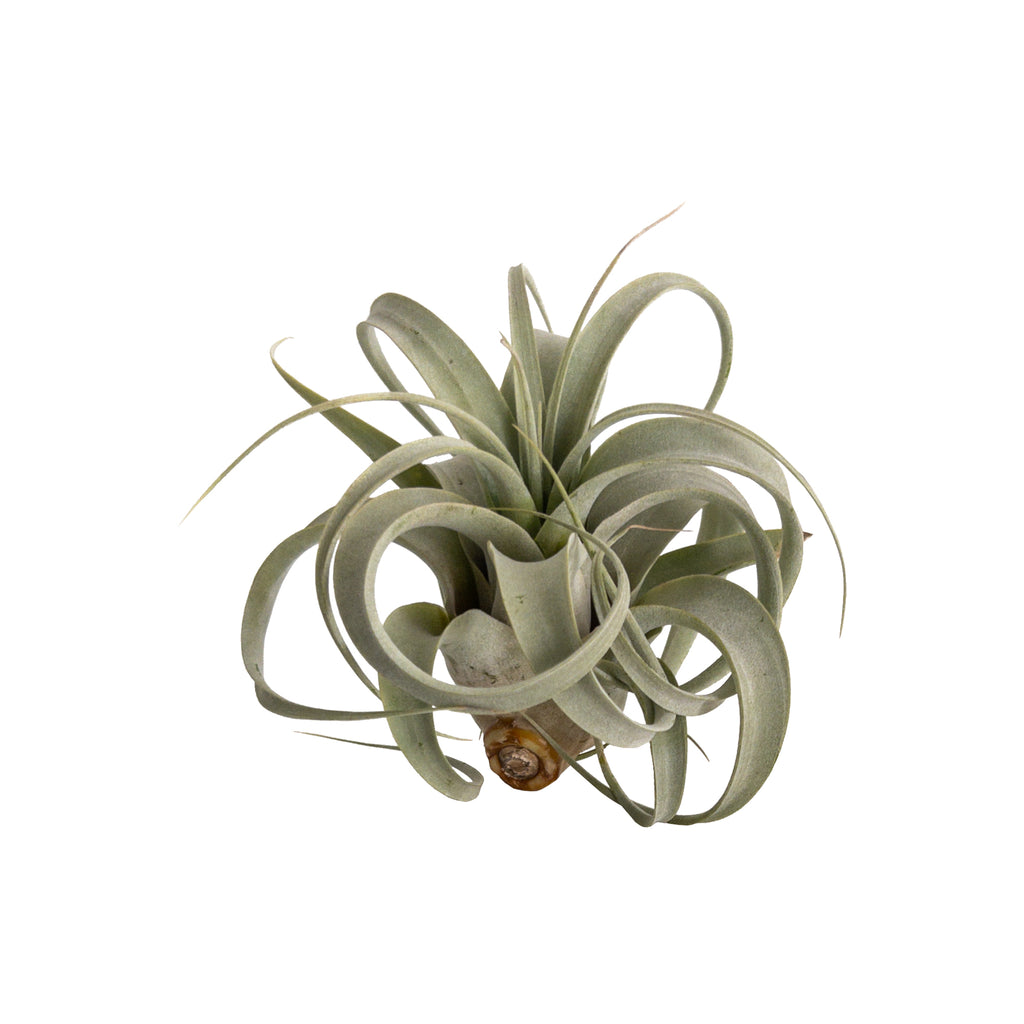 Tillandsia Xerographica Mini