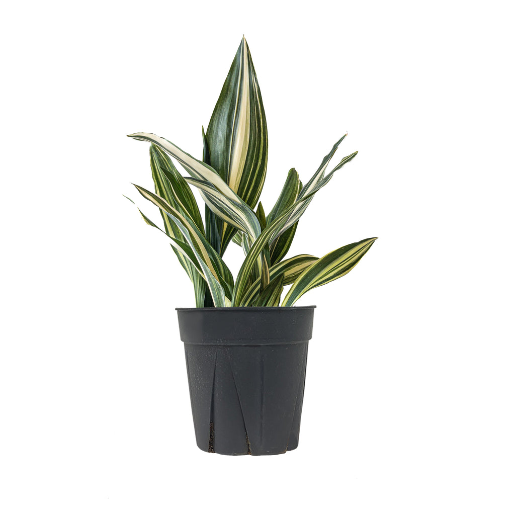 Variegated Cast Iron Plant Extra Large