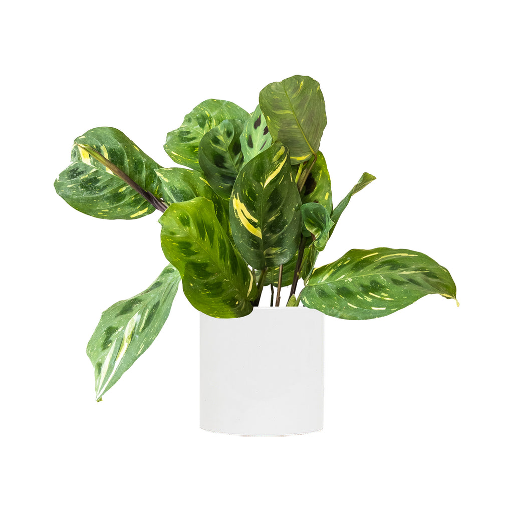 Variegated Green Maranta Small