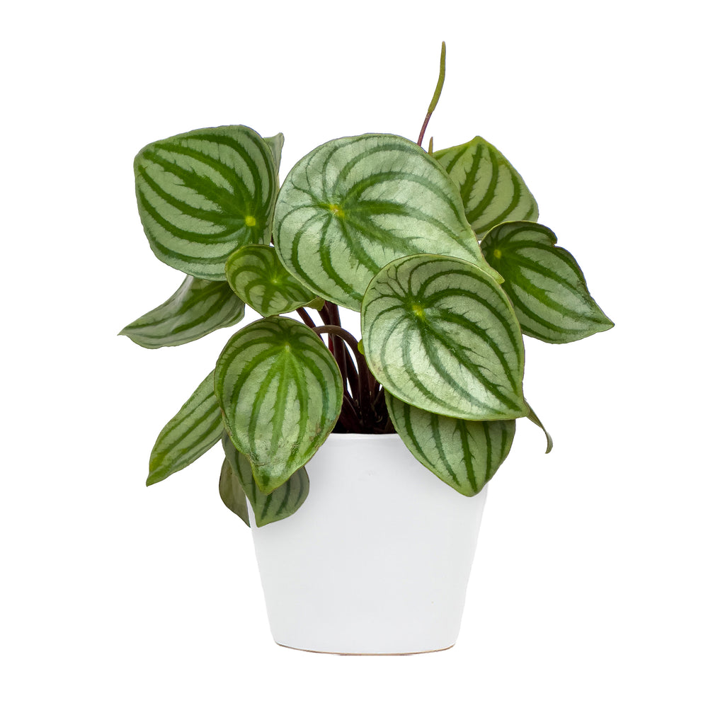 Peperomia Watermelon