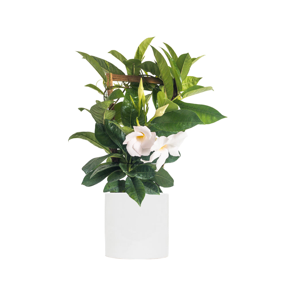 White Mandevilla Trellis Large