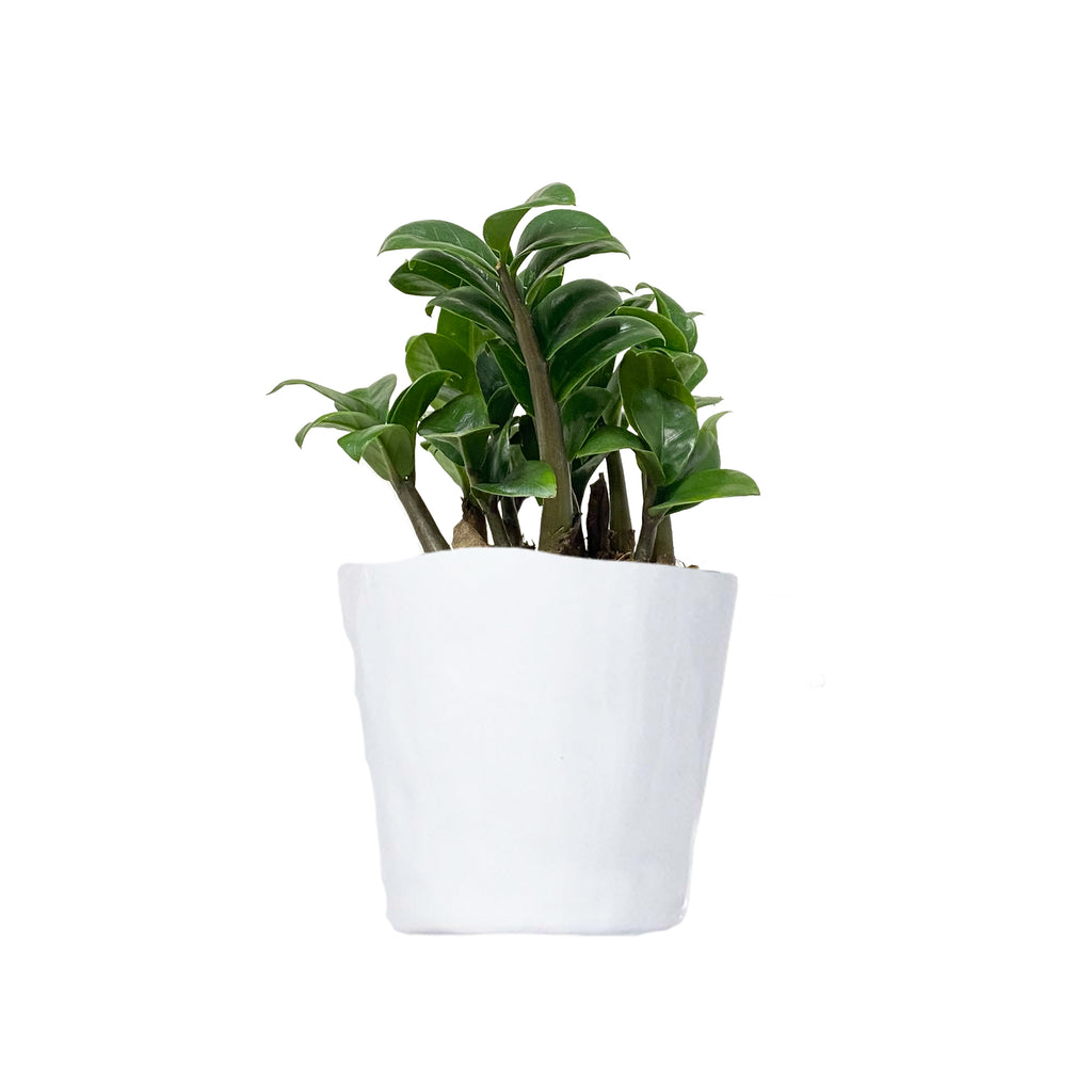 ZZ Plant Zenzi Small