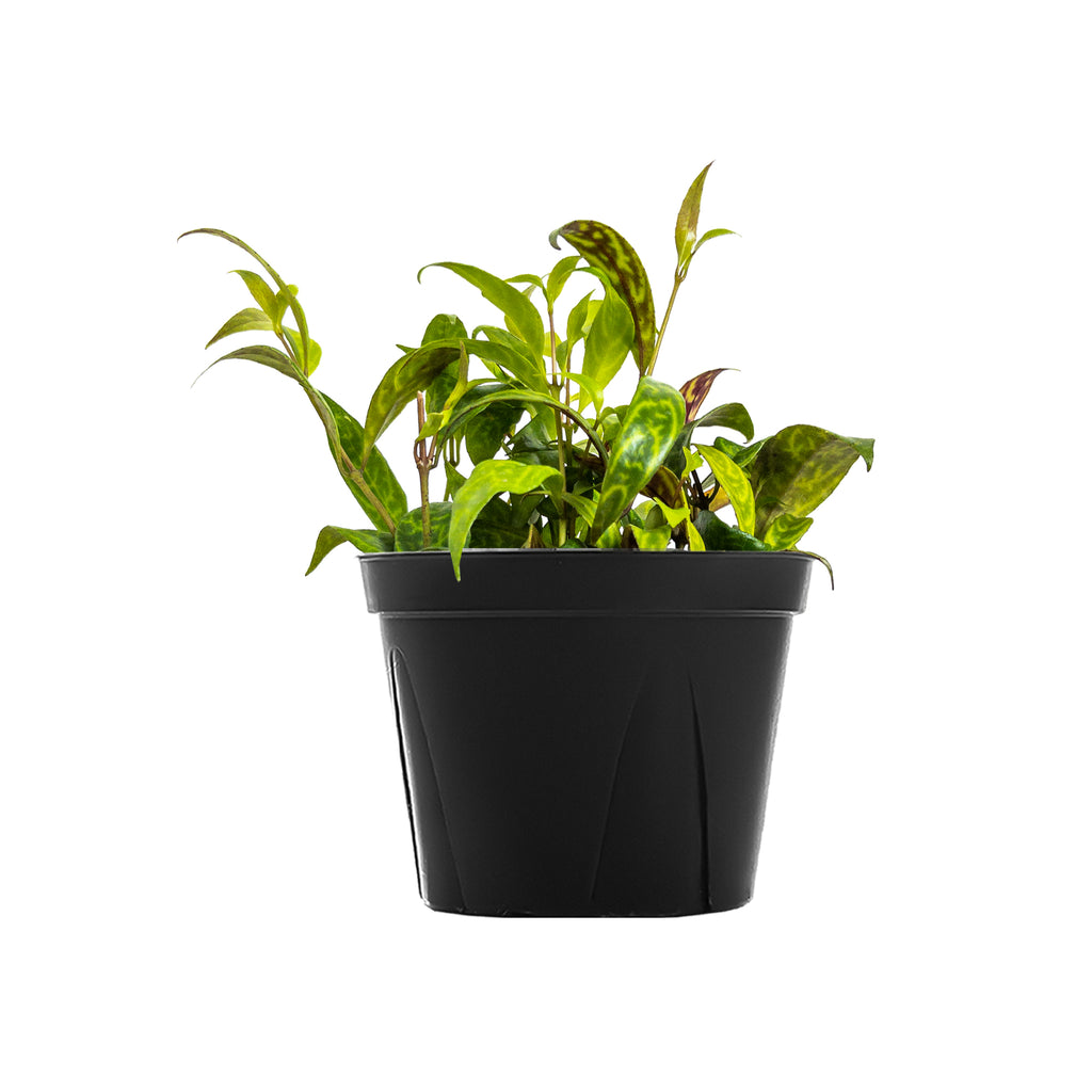 Zebra Basket Vine Large