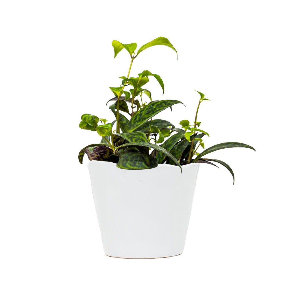 Zebra Basket Vine Small