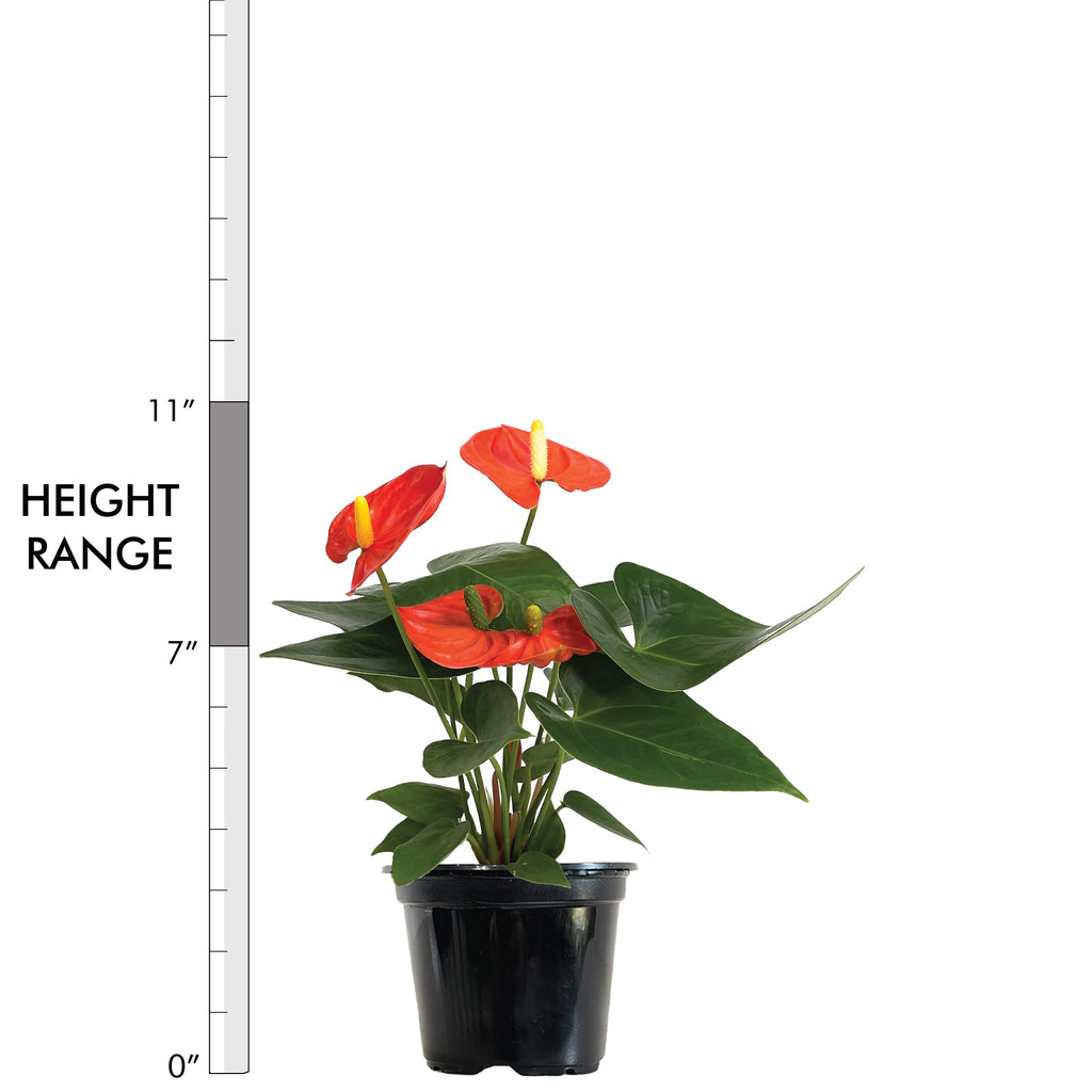 Coral Anthurium Small