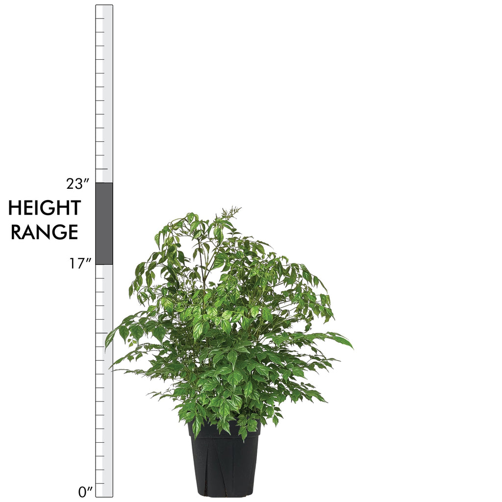 China Doll Plant Extra Large