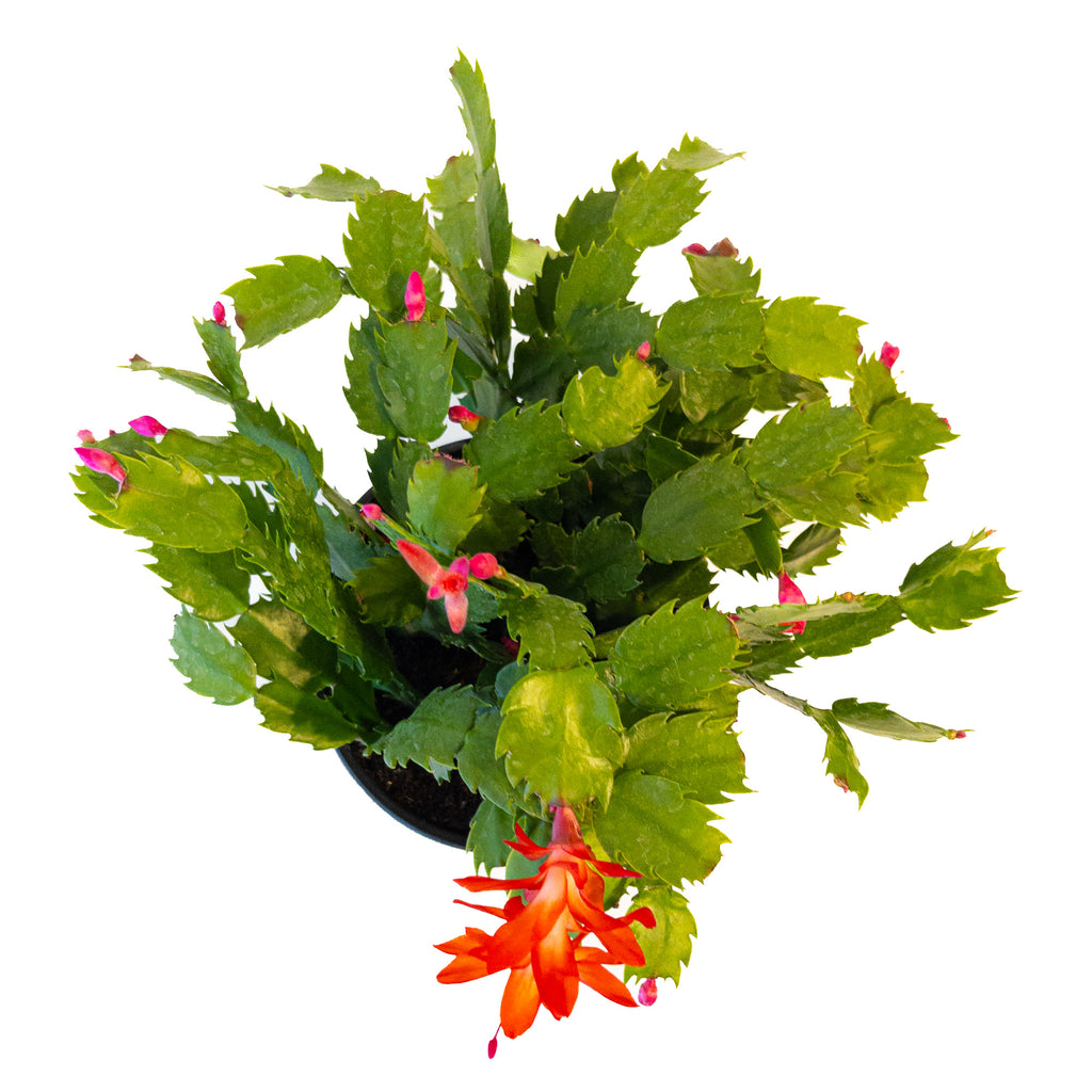 Red Holiday Cactus Small