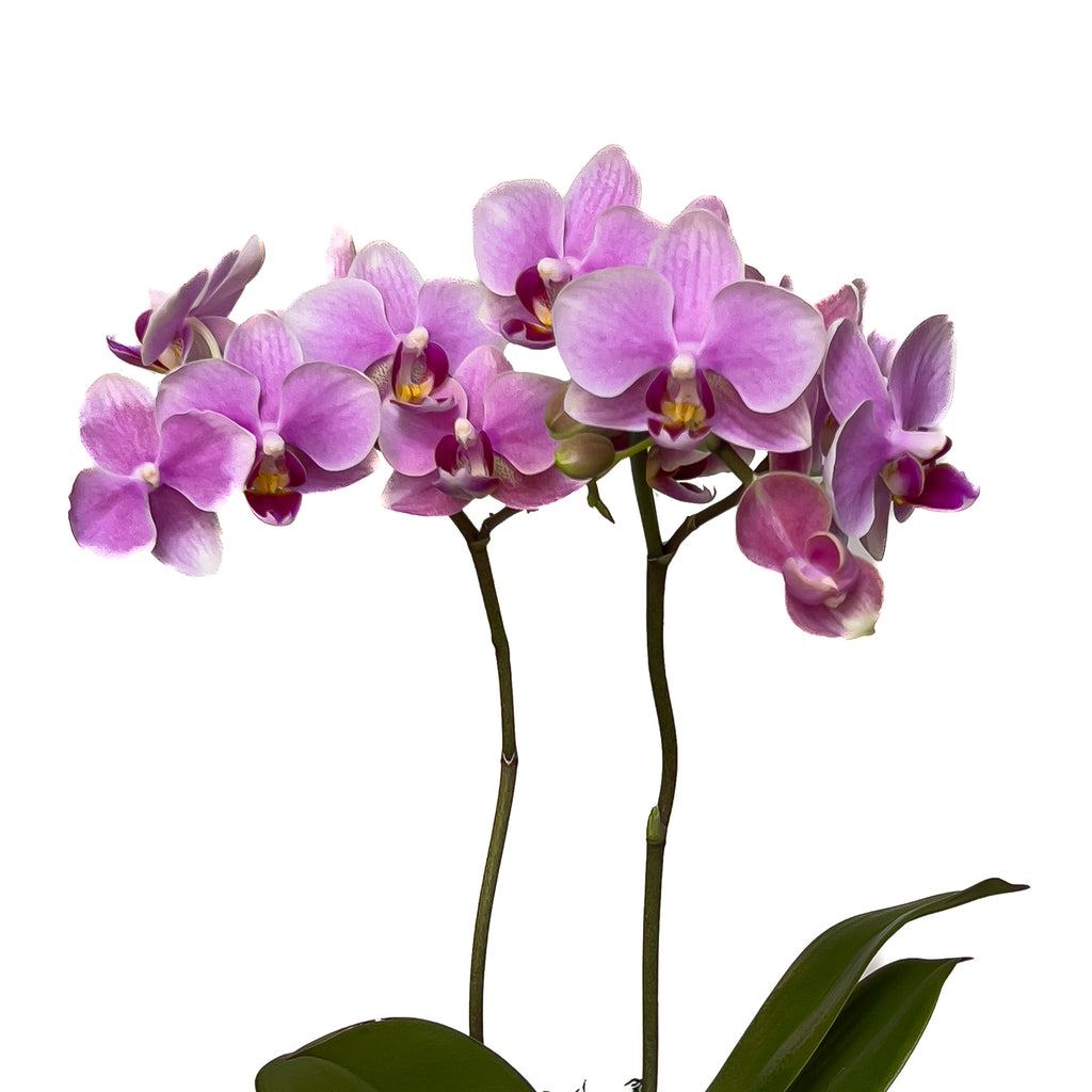 Pink Moth Orchid Small