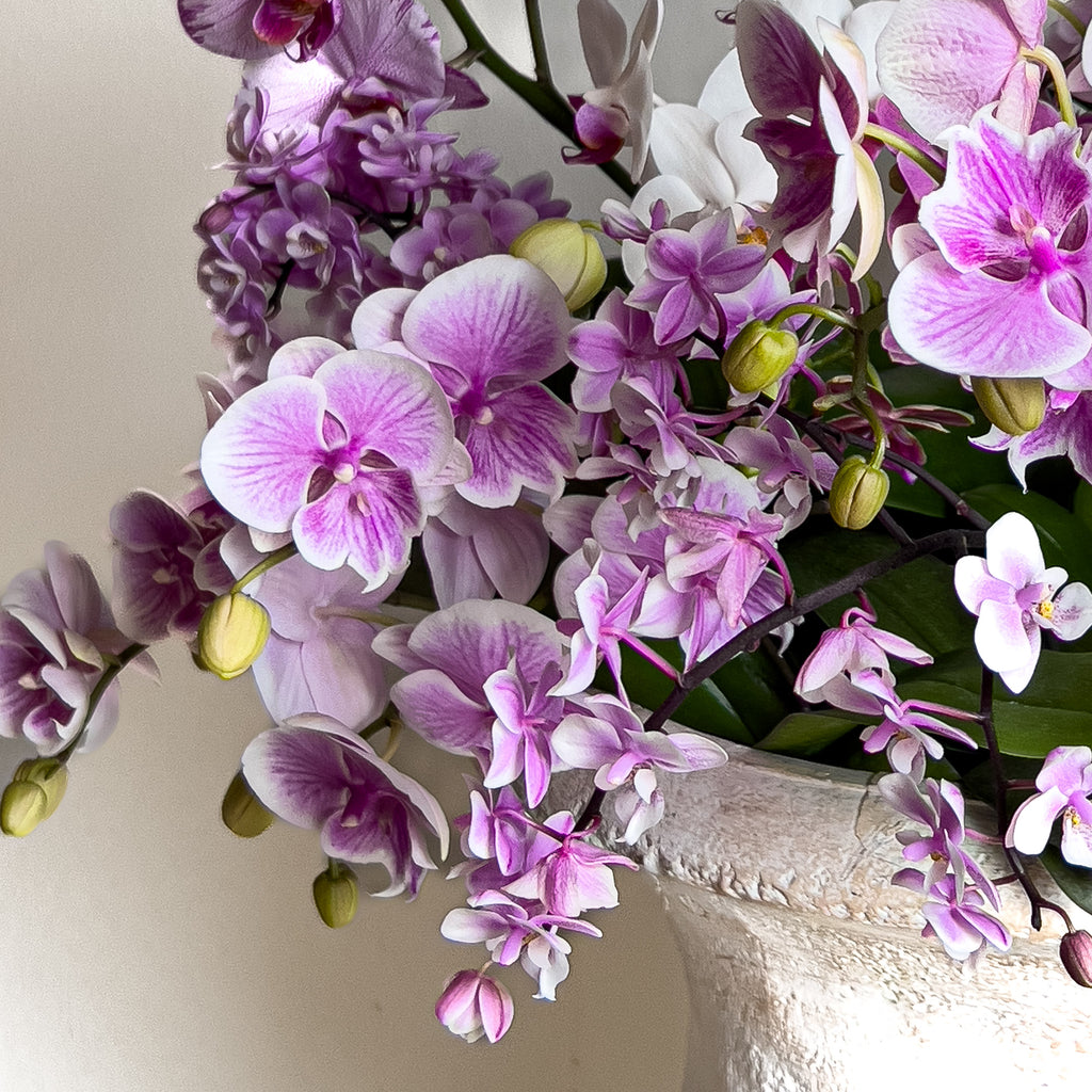 Pink Flowering Moth Orchids