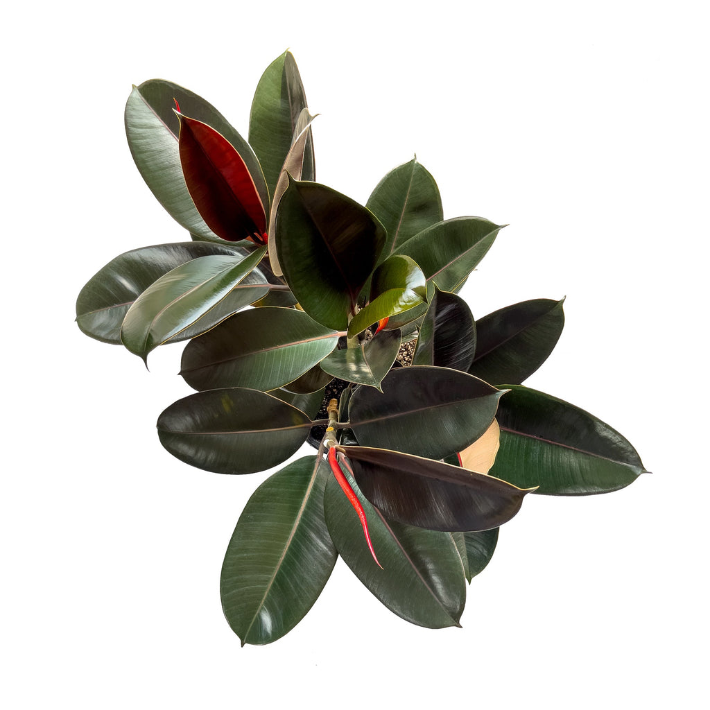 Rubber Tree Extra Large