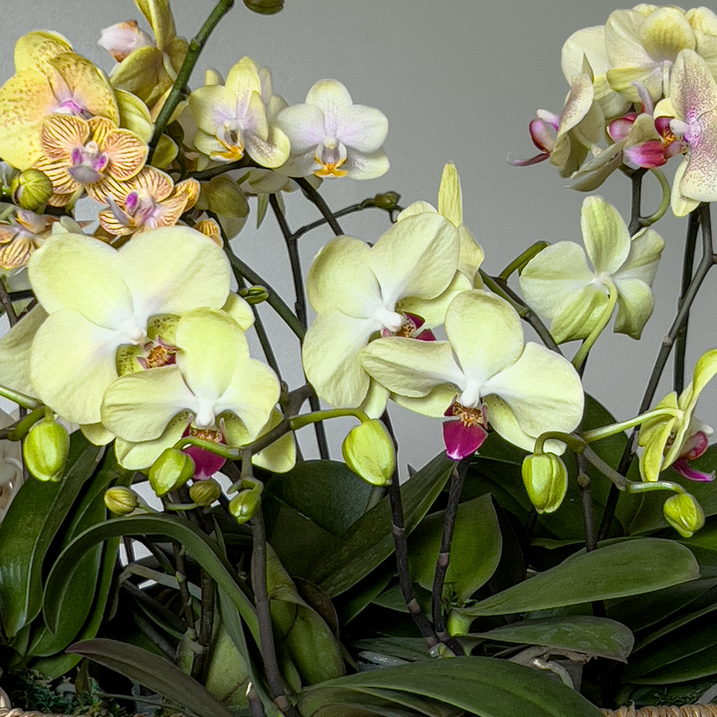 Yellow-Green Moth Orchids